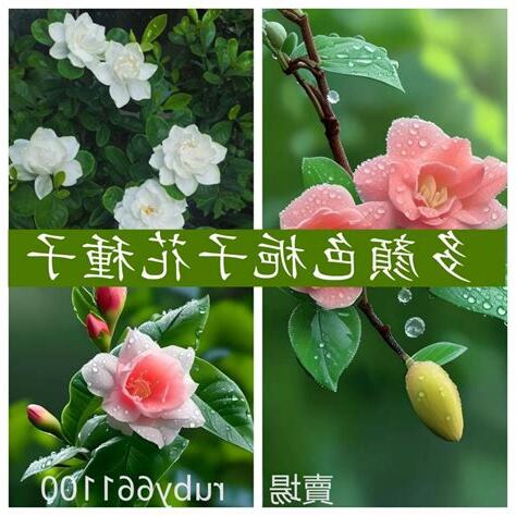 梔子花 顏色